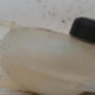 Vase d'expansion RENAULT CLIO 4