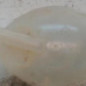 Vase d'expansion RENAULT CLIO 4