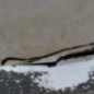 Pare choc avant PEUGEOT 106
