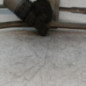 Moteur essuie glace avant PEUGEOT 206