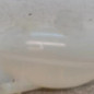 Vase d'expansion RENAULT MASTER 3