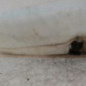 Vase de lave glace DACIA LOGAN MCV 1