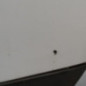 Pare choc arriere RENAULT MEGANE 3