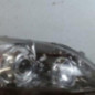 Optique avant principal droit (feux)(phare) HONDA CR-V 3