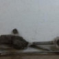 Moteur essuie glace avant OPEL INSIGNIA 1