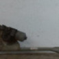 Moteur essuie glace avant DACIA LOGAN MCV 1