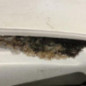 Capot CITROEN C3 1