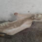 Vase de lave glace FIAT DOBLO 1