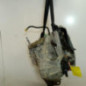 Boite de vitesses RENAULT SCENIC 2