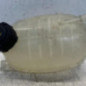 Vase d'expansion RENAULT CLIO 5
