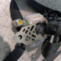 Ceinture avant gauche NISSAN MICRA 3