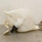 Vase de lave glace PEUGEOT 205