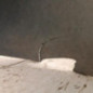 Pare boue avant gauche CITROEN C3 PLURIEL