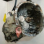 Boite de vitesses RENAULT SCENIC 2