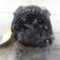 Alternateur CITROEN SAXO