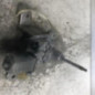 Moteur essuie glace arriere SUZUKI CELERIO
