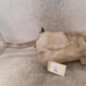 Vase de lave glace CITROEN DS5