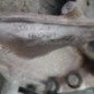 Boite de vitesses CITROEN DS5