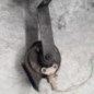 Avertisseur/Klaxon PEUGEOT 206