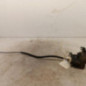 Serrure avant droit RENAULT CLIO 2