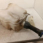 Vase de lave glace PEUGEOT 406