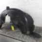 Pare boue arriere droit CITROEN C4 CACTUS