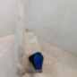 Vase de lave glace JAGUAR XF 1