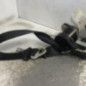 Ceinture avant gauche NISSAN MICRA 3