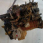 Moteur SSANGYONG REXTON 1