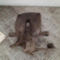 Etrier arriere droit (freinage) CITROEN JUMPY 3 XS