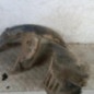 Pare boue avant gauche RENAULT KANGOO 1