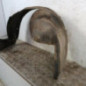 Pare boue avant gauche PEUGEOT 607