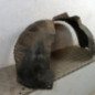 Pare boue avant droit OPEL INSIGNIA 1