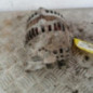 Alternateur RENAULT CLIO 2