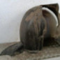 Pare boue avant droit VOLKSWAGEN TOURAN 1