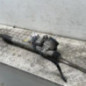 Cremaillere assistee CITROEN C3 3