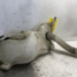 Vase de lave glace PEUGEOT 307