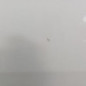 Porte arriere gauche RENAULT MEGANE 2