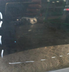Porte avant gauche RENAULT MEGANE 3