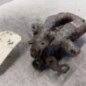 Etrier arriere droit (freinage) CITROEN C3 AIRCROSS