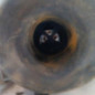 Optique avant principal droit (feux)(phare) FIAT SEICENTO