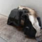 Pare boue arriere gauche CITROEN C3 AIRCROSS