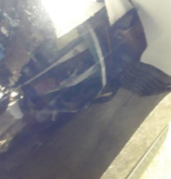Porte avant droit DACIA SANDERO 1 Photo n°4