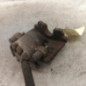 Etrier avant gauche (freinage) PEUGEOT PARTNER 2