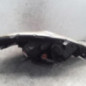 Optique avant principal gauche (feux)(phare) MAZDA 5 1