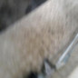 Moteur essuie glace avant CITROEN C4 2