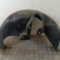 Pare boue arriere droit RENAULT CLIO 5