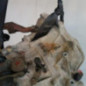 Boite de vitesses OPEL AGILA A