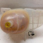 Vase d'expansion RENAULT TWINGO 3
