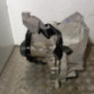 Boite de vitesses FORD FOCUS 3